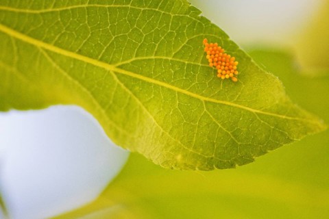 Ladybird (Coccinellidae)