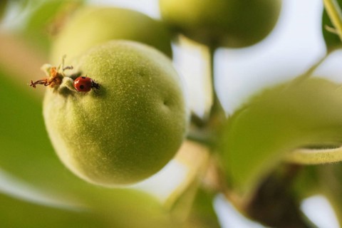 Two-spotted lady beetle (Adalia bipunctata) on apple tree