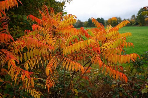 Staghorn sumac (Rhus typhina) in autumn