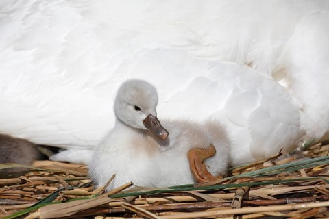 Mute swan (Cygnus olor)