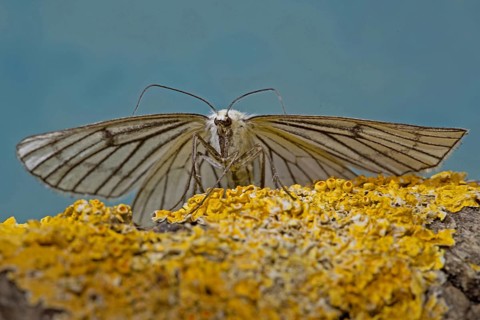 Black-veined moth (Siona lineata)