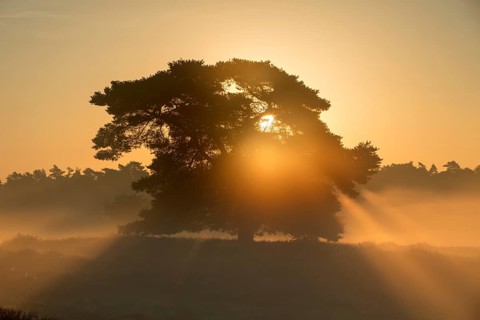 Westruper Heide