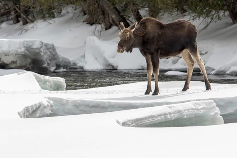 Elk