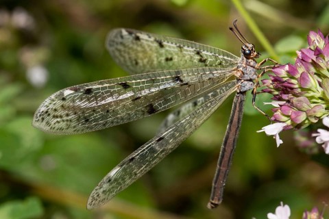 Antlion (Euroleon nostras)