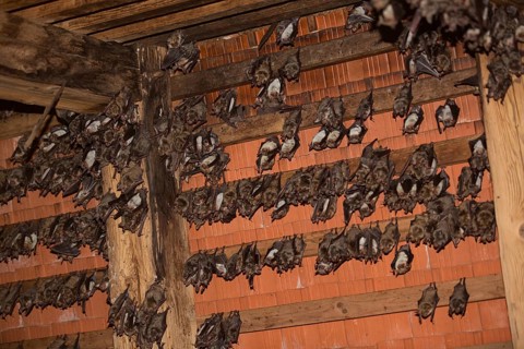 Greater mouse-eared bats (Myotis myotis)