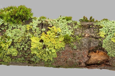 Wall yellow lichen (Xanthoria parietina) (Physia adscendens)