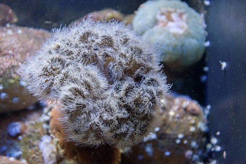 Clonal Plumose Anemone (Metridium senile) Baltic Sea Info Center