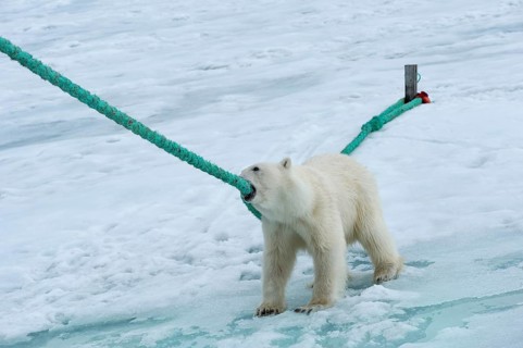 Polar bear (Ursus maritimus) pulling and biting the rope of the expedition ship