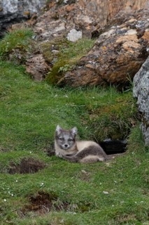 Young Arctic fox (Vulpes lagopus)