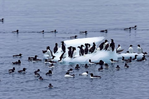 Thick-billed murre (Uria lomvia) or Brunnich's Guillemot on an iceberg