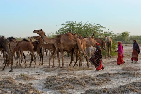 Dromedaries