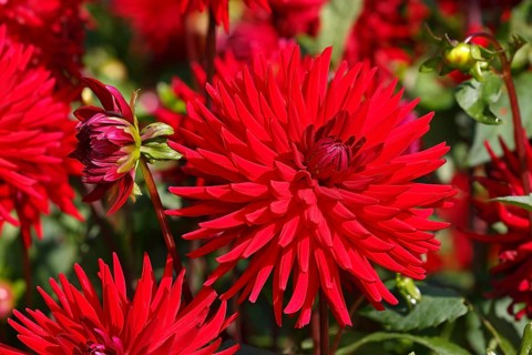 Cactus dahlia