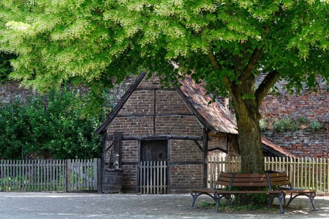 Linden tree (Tilia) with bench and shed