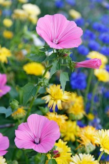 Cup mallow (Malva trimestris)