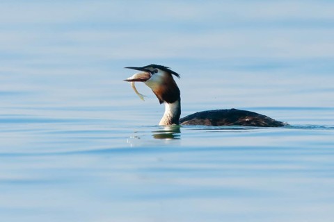 Great Crested Grebe in splendid dress with fish in beak