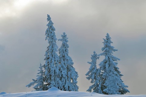 Winter Landscape