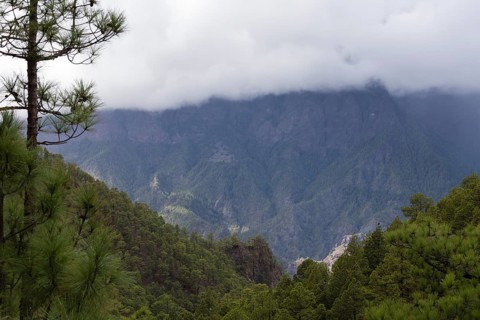 Canary Island pine (Pinus canariensis) Parque Nacional de la Caldera de Taburiente