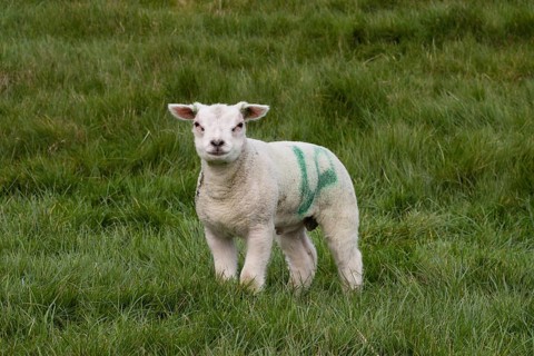 TexelDomestic sheep (Ovis orientalis aries)