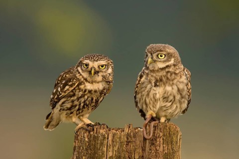 Little owl (Athene noctua)