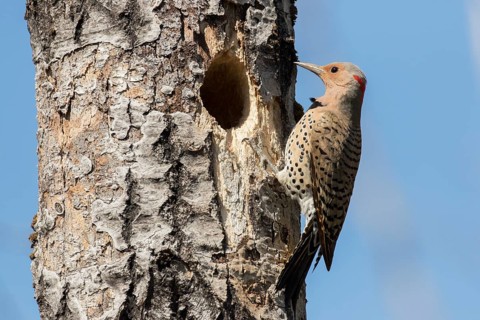 Northern flicker at nest entrance (Colaptes auratus)