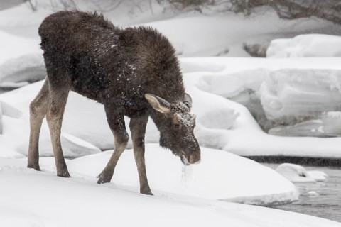 Ten-month-old bull moose walking on snow near a river