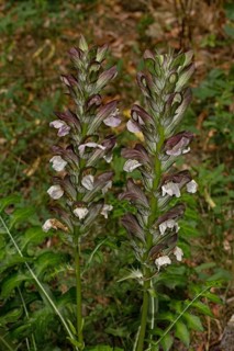 Hungarian acanthus (Acanthus hungaricus)
