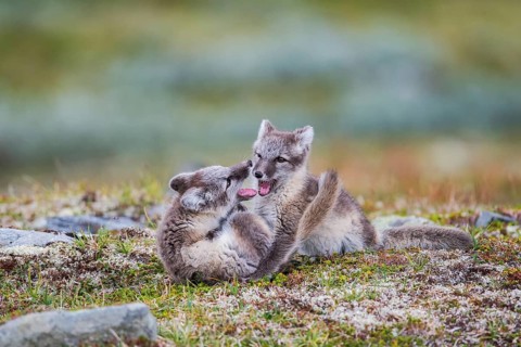 Arctic fox (Vulpes lagopus)