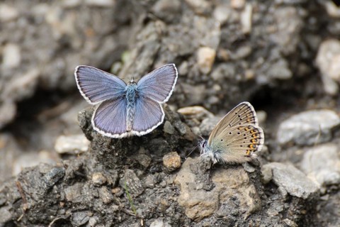 Idas blue (Plebejus idas) Val Troncea nature park Park