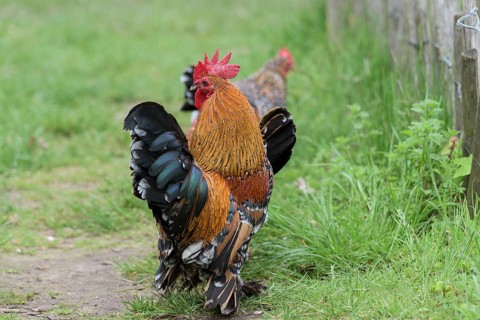 Feather-footed dwarfDomestic Chicken (Gallus gallus domesticus)