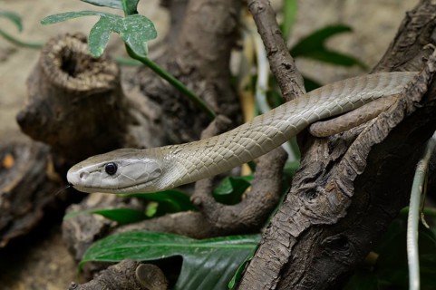 Black mamba (Dendroaspis polylepis)