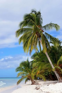 Palm Beach