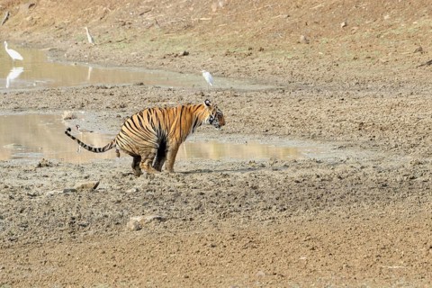 Female Bengal tiger (Panthera tigris tigris) defecating