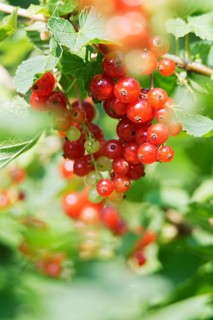 Fruits of the currant (Ribes rubrum)