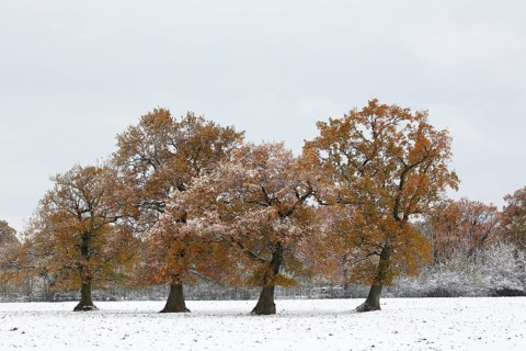 English oaks (Quercus robur) covered with hoarfrost and snow