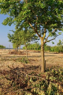 Apple trees (Malus)