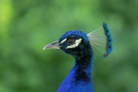 Indian peafowl (Pavo cristatus)