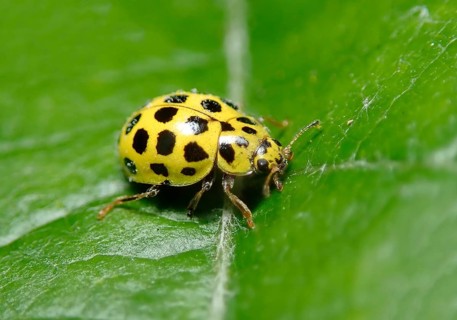 22-spot ladybird (Psyllobora vigintiduopunctata) or Twenty-two spot ladybird
