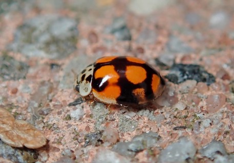 Ten-spotted ladybird (Adalia decempunctata)