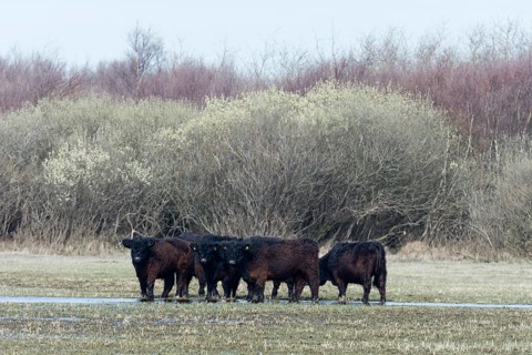 Galloway cattle