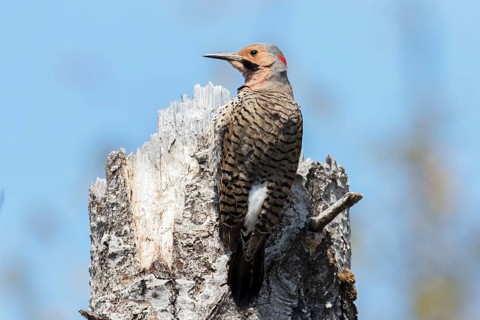 Northern flicker at the top of a dead tree (Colaptes auratus)