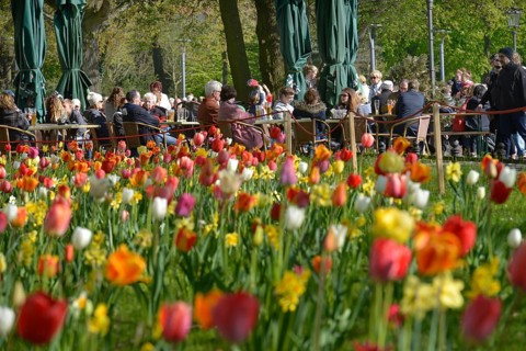 Tulip blossom