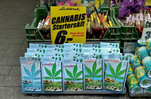Cannabis