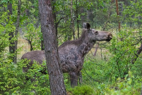 Elk (Alces alces)