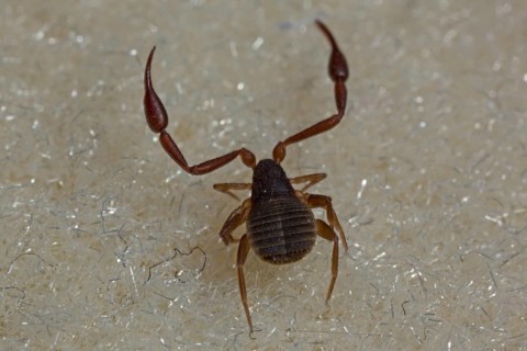 House pseudoscorpion (Chelifer cancroides)