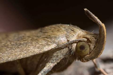 Fan-foot (Zanclognatha tarsipennalis)