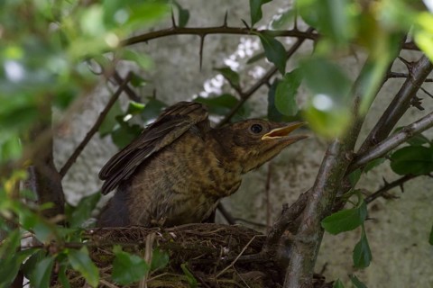 Blackbird (Turdus merula) Jungvogel