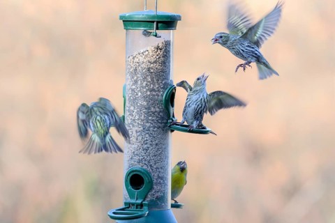 Eurasian siskins (Spinus spinus) male and female