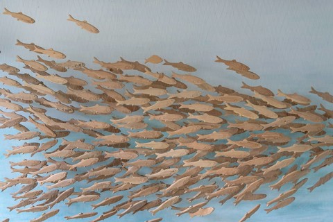 Clupeidaesschwarm (Clupeidae)
