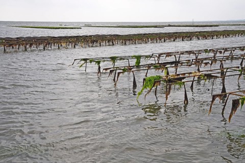 Pacific oyster (Crassostrea gigas)