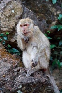 Crab-eating macaque (Macaca fascicularis)